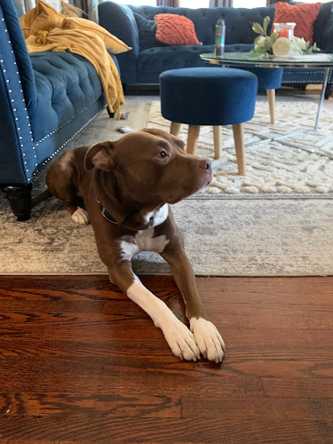 Paws & Remember of Northwest Ohio Toledo, Ohio